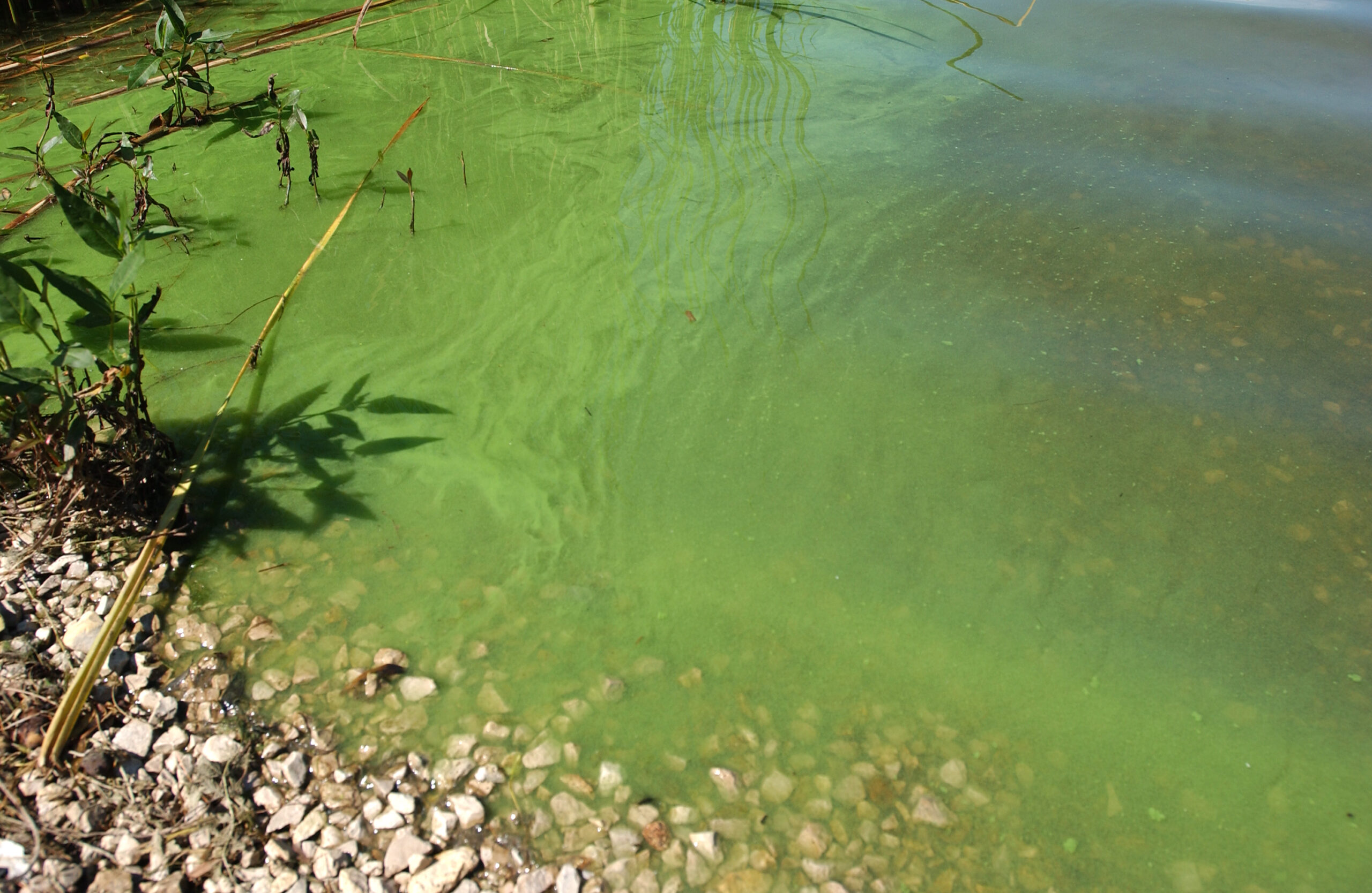 Harmful_Algal_Bloom