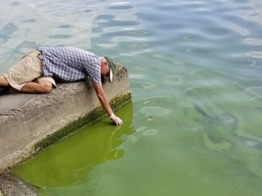 Tom Casella Collecting a HAB Sample Tom Casella Collecting a HAB Sample