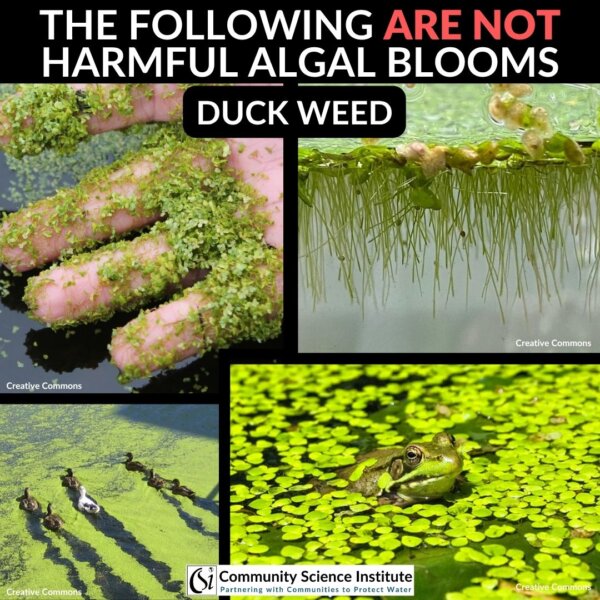 NOT a HAB Duck weed